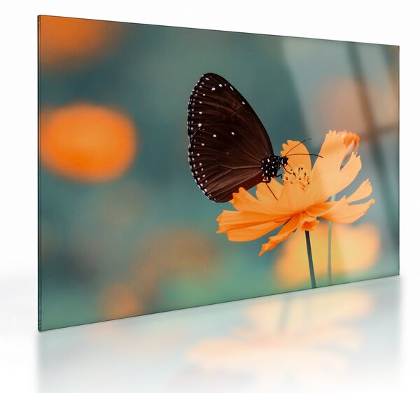 Obraz na szkle - motyl na pomarańczowym kwiatku (70x50 cm)