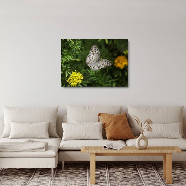 Obraz na szkle - biały motyl (70x50 cm)