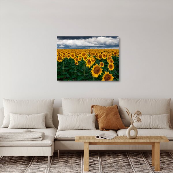 Obraz na szkle - pole słoneczników (70x50 cm)