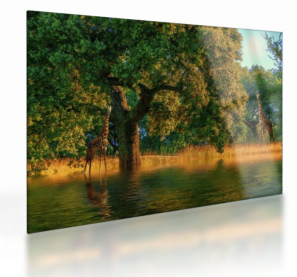 Obraz na szkle - żyrafy w naturze (70x50 cm)