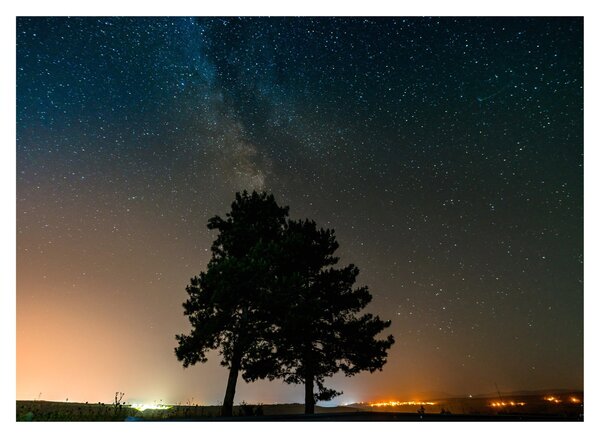Obraz na szkle - nocne niebo z drzewami (70x50 cm)