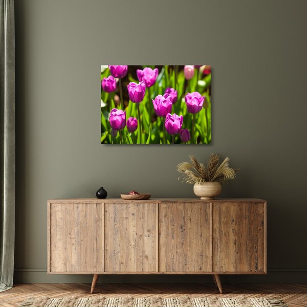 Obraz na szkle - tulipany na łące (70x50 cm)