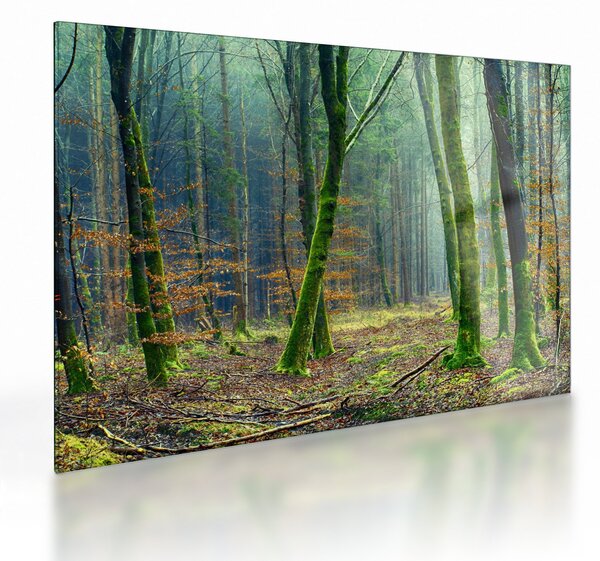 Obraz na szkle - las (70x50 cm)