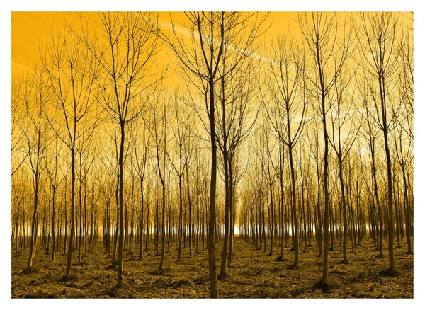 Obraz na szkle - las o zachodzie słońca (70x50 cm)
