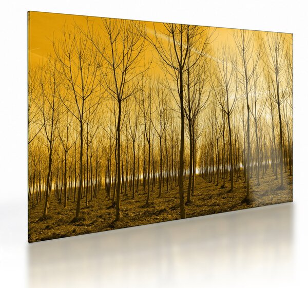 Obraz na szkle - las o zachodzie słońca (70x50 cm)