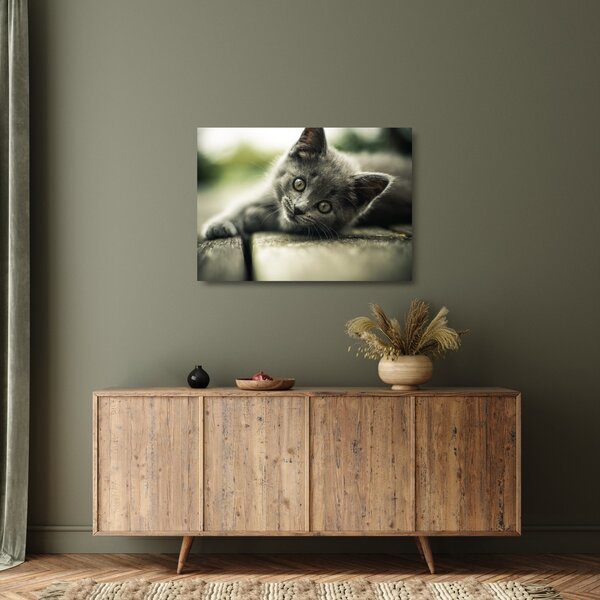 Obraz na szkle - kotek (70x50 cm)