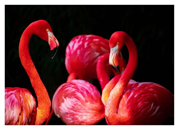 Obraz na szkle - czerwone flamingi (70x50 cm)