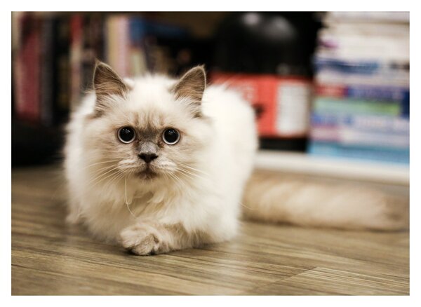Obraz na szkle białego kota (70x50 cm)