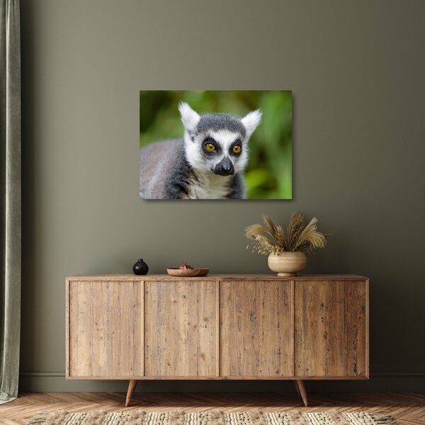Obraz na szkle lemura (70x50 cm)