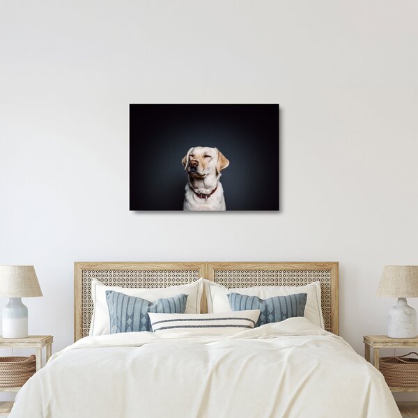 Obraz na szkle labradora (70x50 cm)