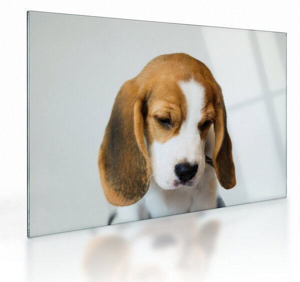 Obraz na szkle Beagle (70x50 cm)