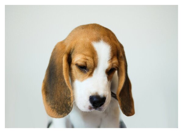 Obraz na szkle Beagle (70x50 cm)