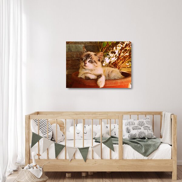 Obraz na szkle kota w doniczce (70x50 cm)