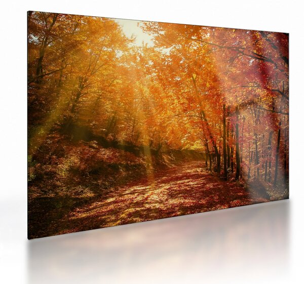 Obraz na szkle jesiennego lasu (70x50 cm)