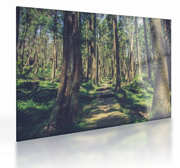 Obraz na szkle ścieżki pomiędzy drzewami (70x50 cm)