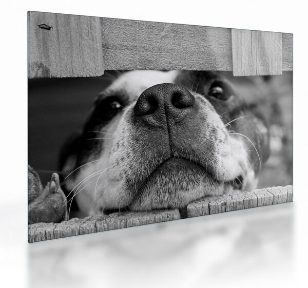 Obraz na szkle psa (70x50 cm)