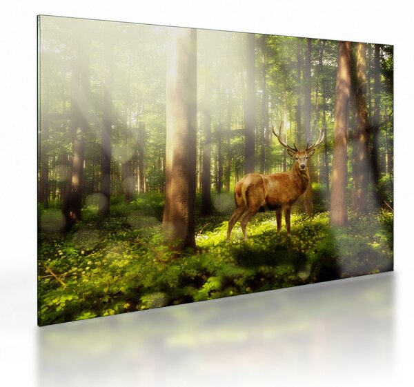 Obraz na szkle jelenia w lesie (70x50 cm)