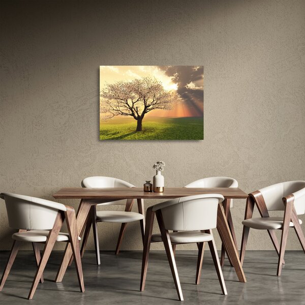 Obraz na szkle drzewa na łące (70x50 cm)