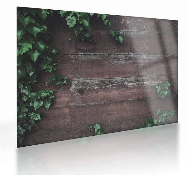 Obraz na szkle - Bluszcz (70x50 cm)