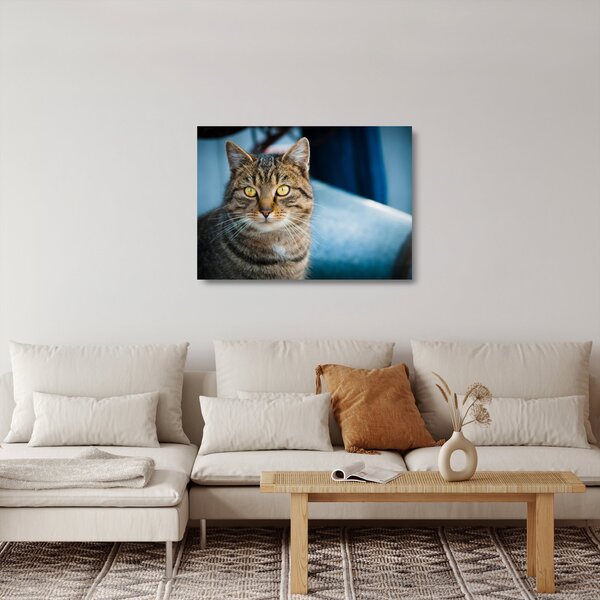 Obraz na szkle - Kot domowy (70x50 cm)