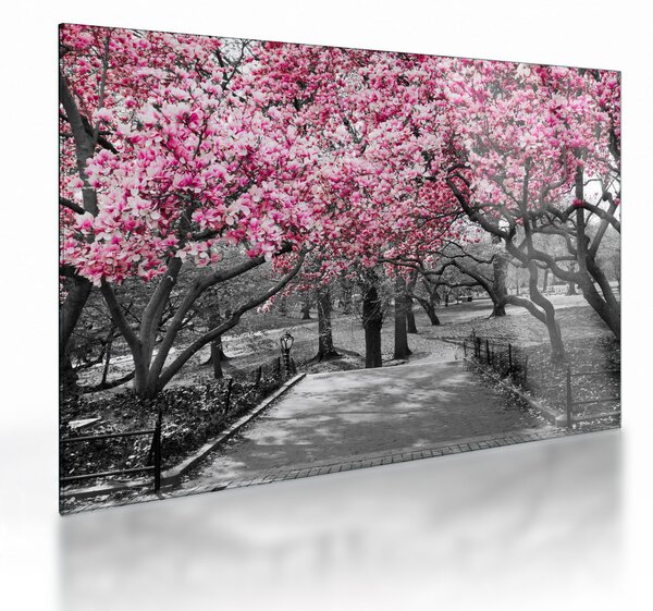 Obraz na szkle drzew magnolii (70x50 cm)