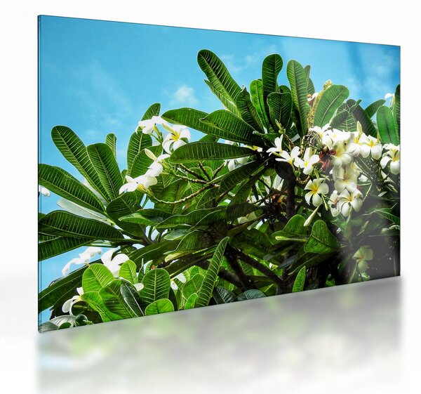 Obraz na szkle - Plumeria (70x50 cm)
