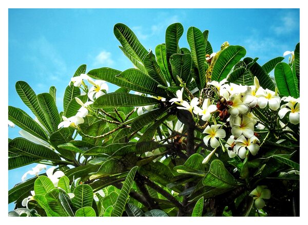 Obraz na szkle - Plumeria (70x50 cm)