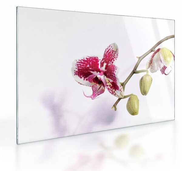 Obraz na szkle kwiatu orchidei (70x50 cm)