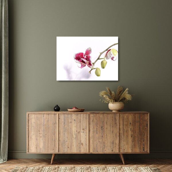 Obraz na szkle kwiatu orchidei (70x50 cm)