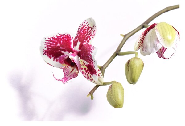Obraz na szkle kwiatu orchidei (70x50 cm)