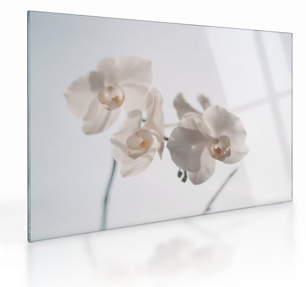 Obraz na szkle białej orchidei (70x50 cm)