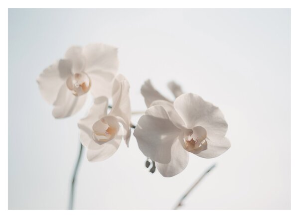 Obraz na szkle białej orchidei (70x50 cm)