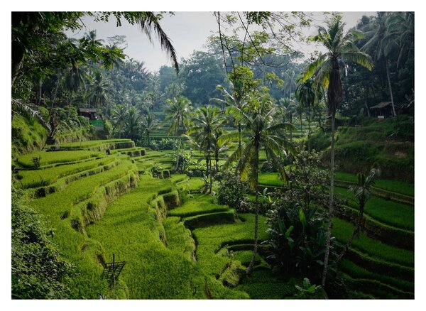 Obraz na szkle tarasów ryżowych Tegalalang, Bali (70x50 cm)