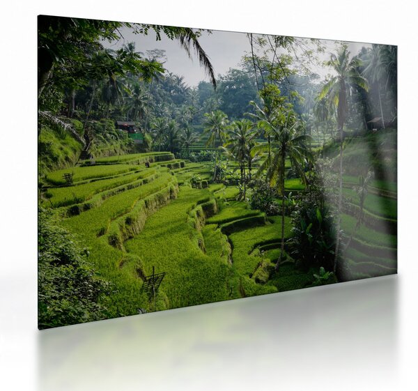 Obraz na szkle tarasów ryżowych Tegalalang, Bali (70x50 cm)