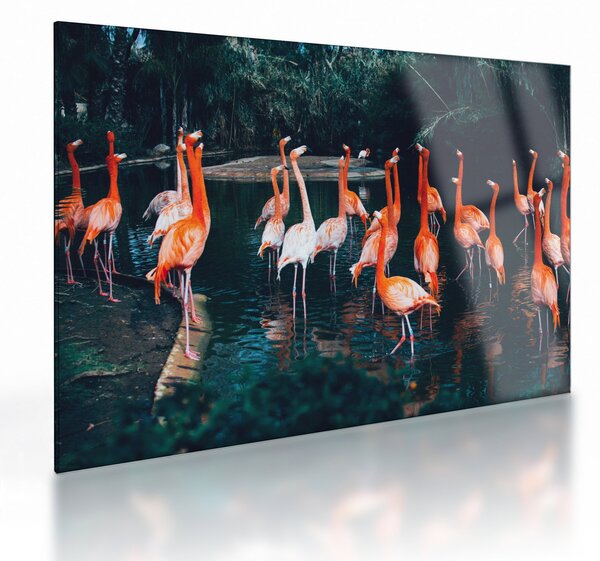 Obraz na szkle stada flamingów (70x50 cm)