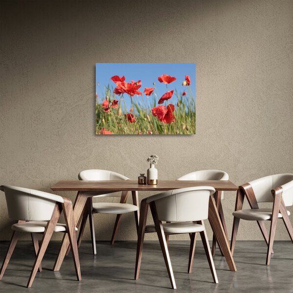 Obraz na szkle - Maki (70x50 cm)