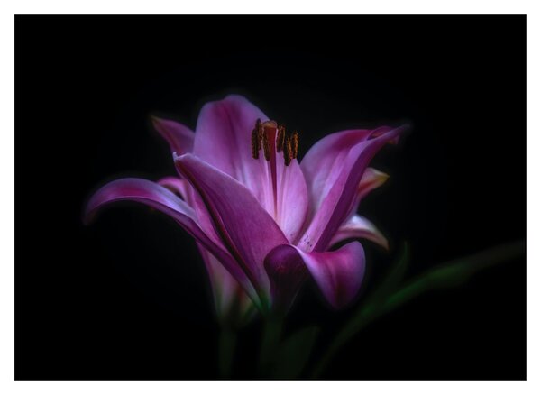 Obraz na szkle lilii (70x50 cm)