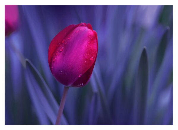 Obraz na szkle pąka tulipana (70x50 cm)