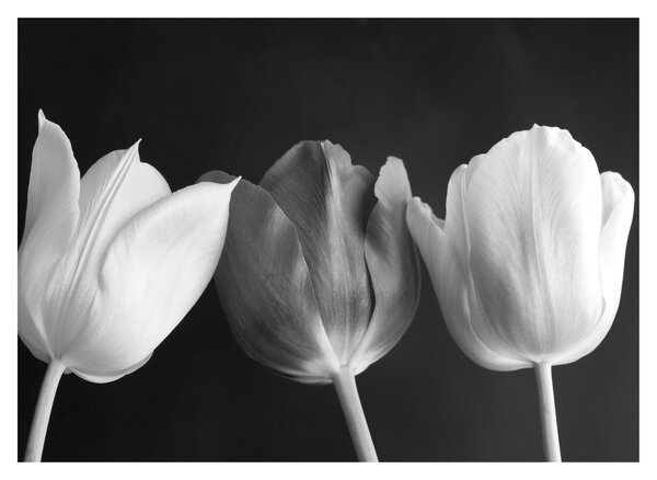 Obraz na szkle - Czarno - białe kwiaty tulipanów (70x50 cm)