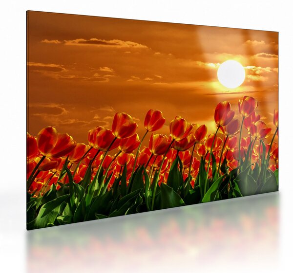 Obraz na szkle kwitnącego pola z tulipanami (70x50 cm)