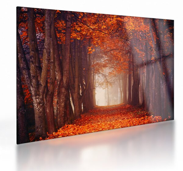 Obraz na szkle - Jesienny las (70x50 cm)