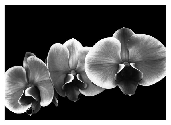 Obraz na szkle kwiatu orchidei (70x50 cm)
