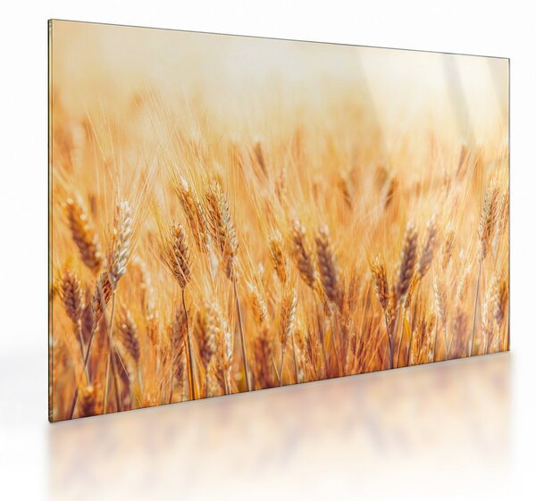 Obraz na szkle - pole z ziarnami (70x50 cm)