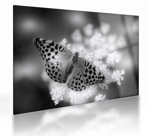 Obraz na szkle - Szczegół motyla zapylającego kwiat (70x50 cm)