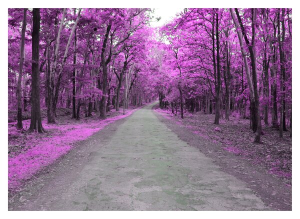 Obraz na szkle - Ścieżka przez park (70x50 cm)