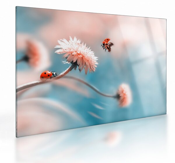 Obraz na szkle - Biedronka na kwiatku (70x50 cm)