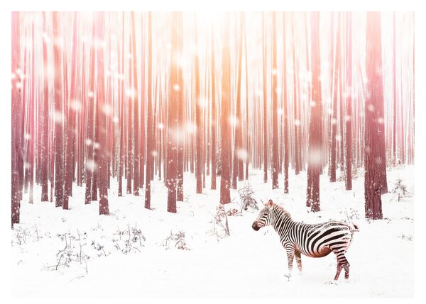 Obraz na szkle - Zebra w śnieżnym lesie (70x50 cm)