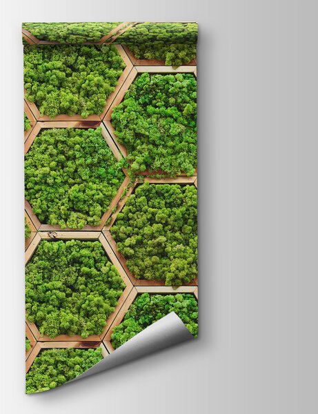Fototapeta Ściana roślin w sześciokątach, Fototapety 3d, Popularne Fototapety, u95502 - Tapeko.pl
