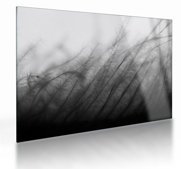 Obraz na szkle - Trawa na wietrze (70x50 cm)