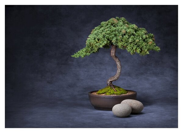 Obraz na szkle - Bonsai (70x50 cm)